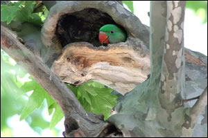 Topkapı Sarayı'nın bahçesinde görüntülenmiş bir iskenderiye papağanı (2004)